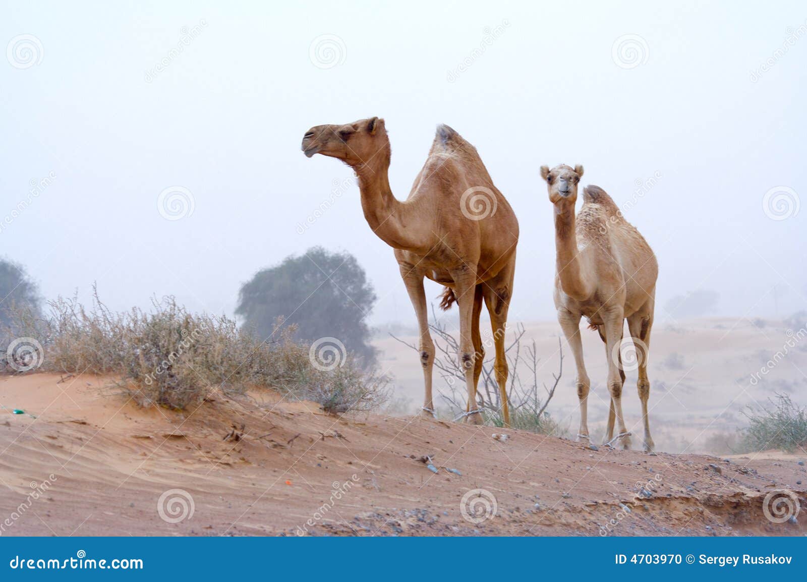 desert nomads