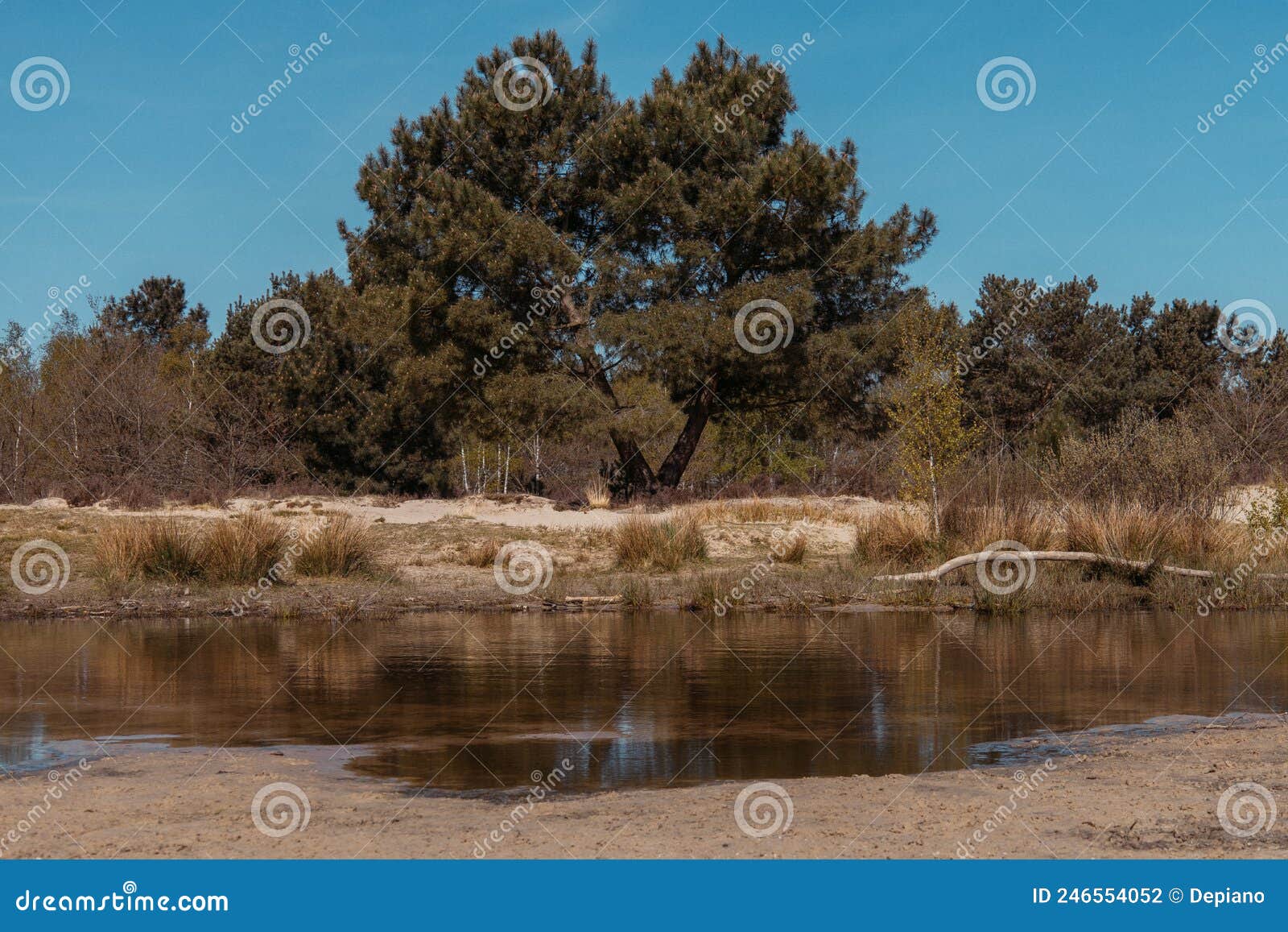 desert and pine trees. national park de loonse en drunense duinen in udenhout netherland