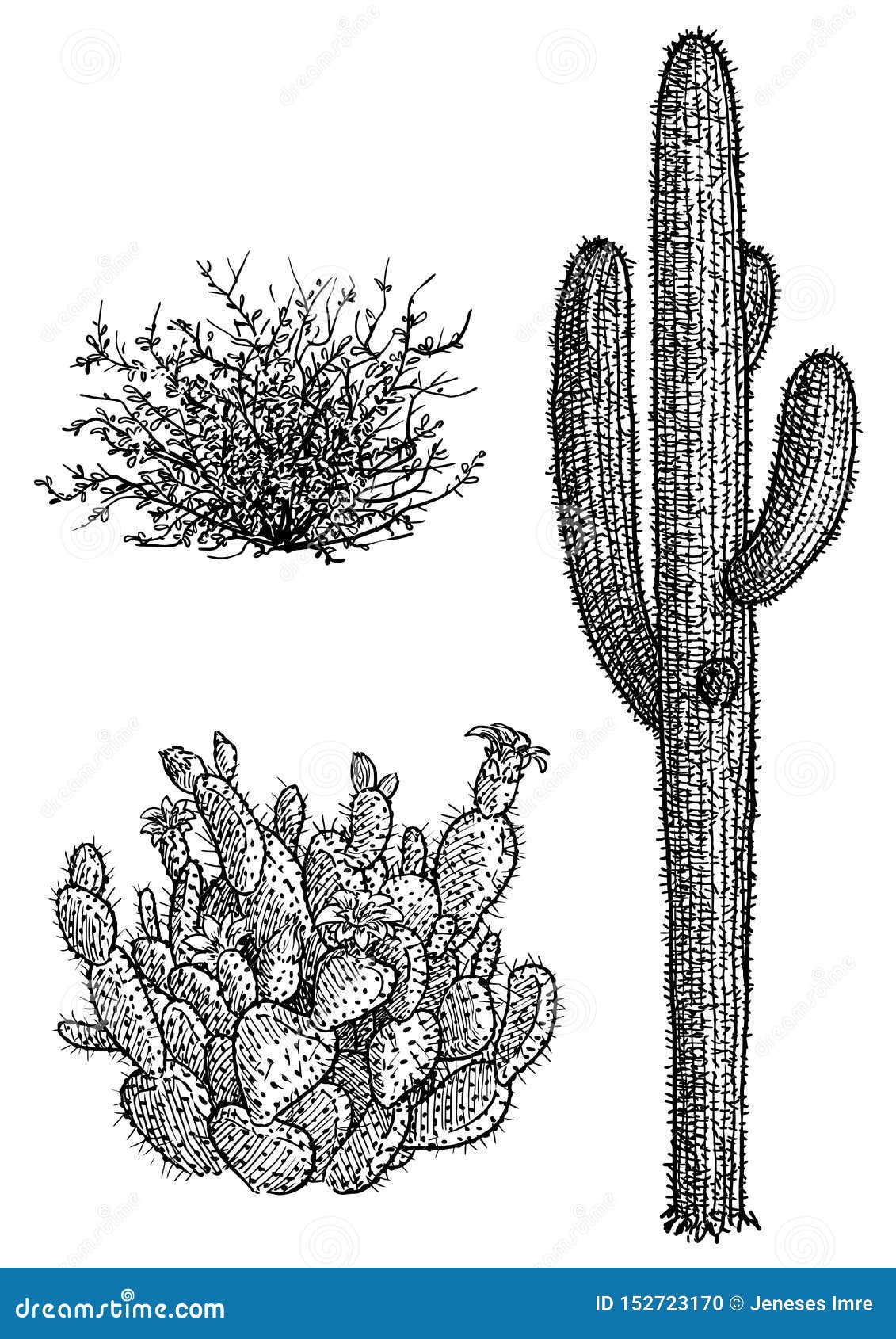 Featured image of post Saguaro Cactus Line Drawing The saguaro cactus is composed of a tall thick fluted columnar stem 18 to 24 inches in diameter often with several large branches arms curving upward in the the saguaro often begins life in the shelter of a nurse tree or shrub which can provide a shaded moist habitat for the germination of life