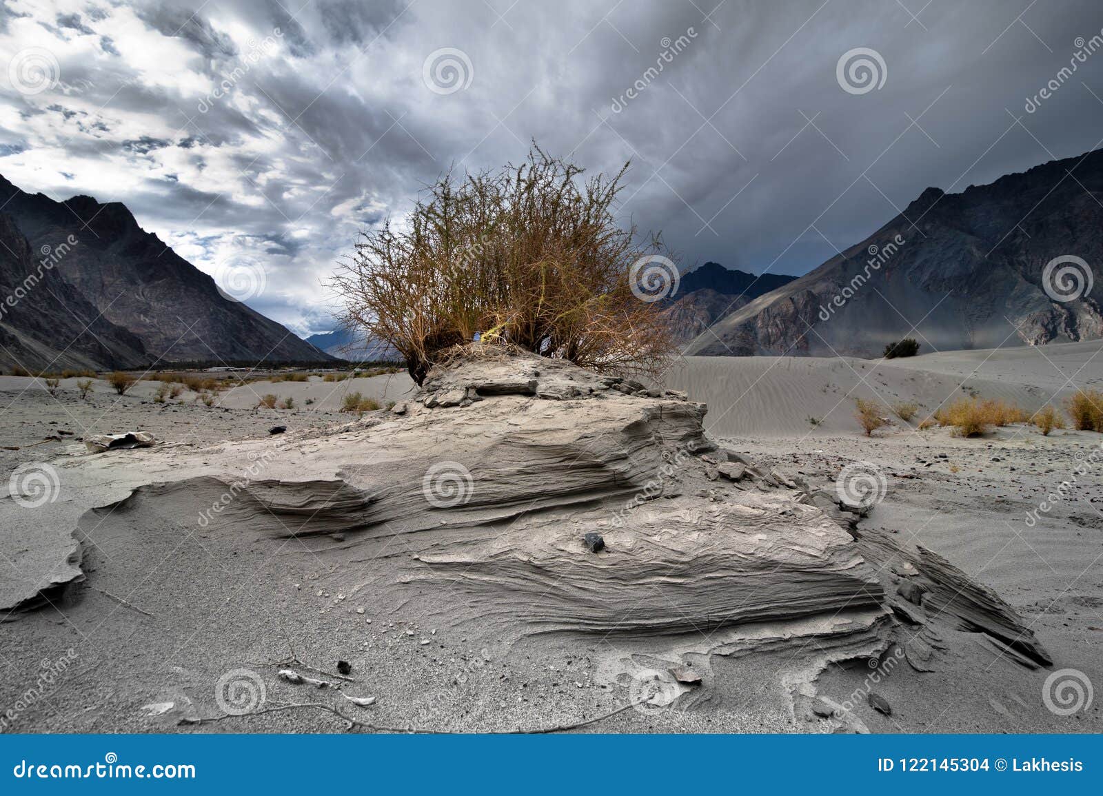 Desert Plant Growing at Nubra Valley. Himalaya Mountains Landscape Stock  Photo - Image of asia, environment: 122145304