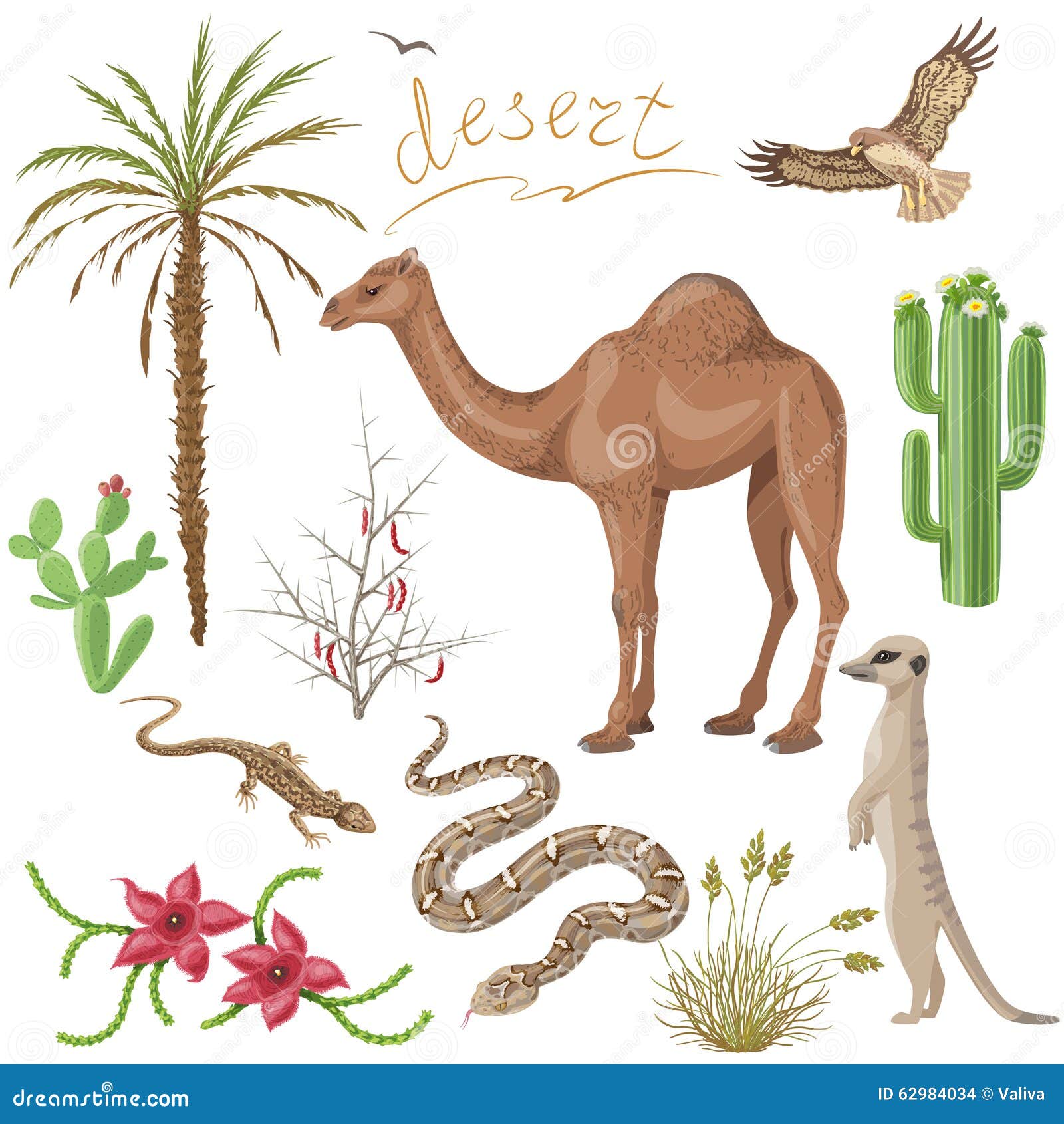 desert plants and animals set