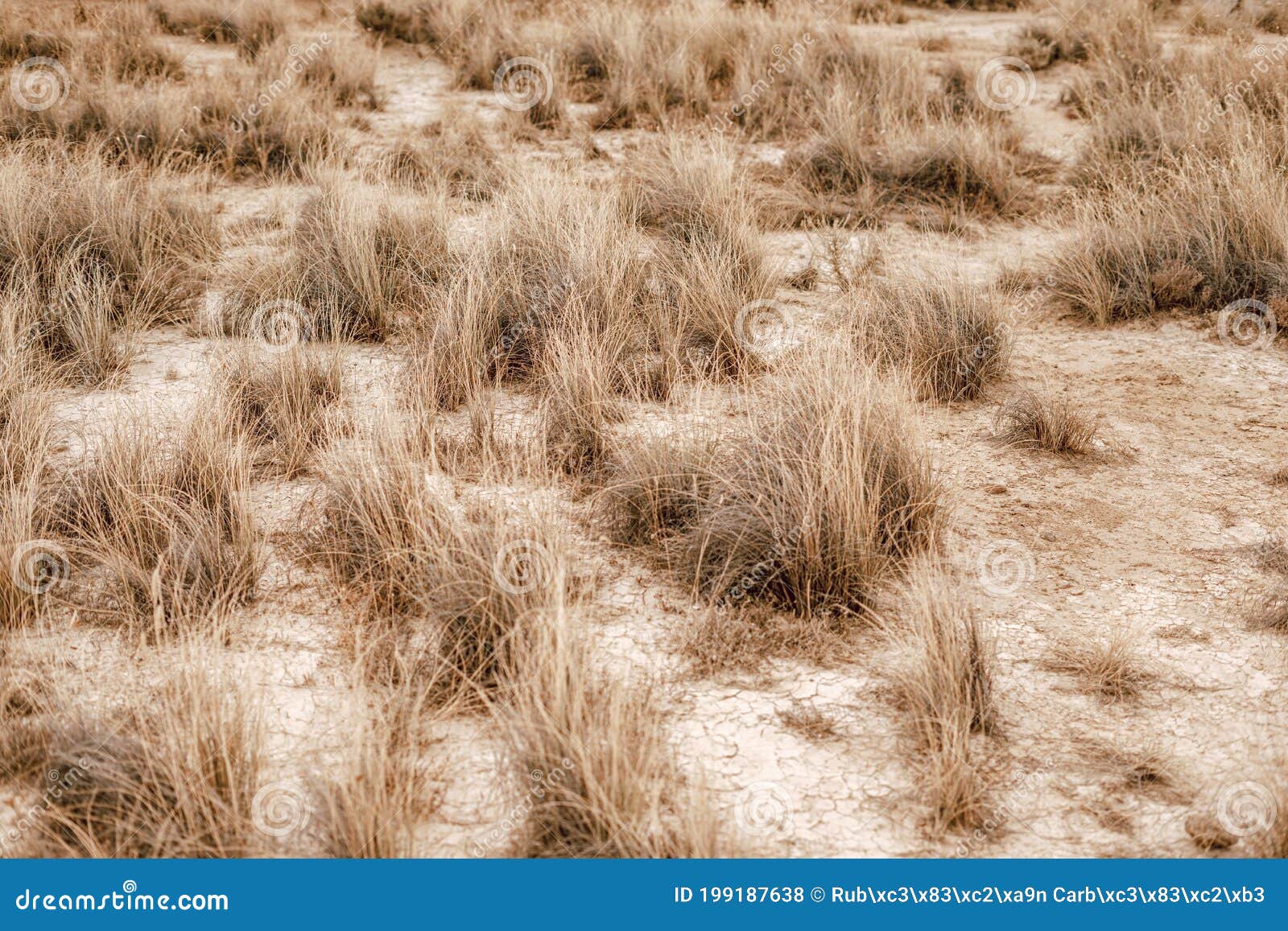 Desert Plants Growing on Dry Soil Stock Photo Image of cold, resource