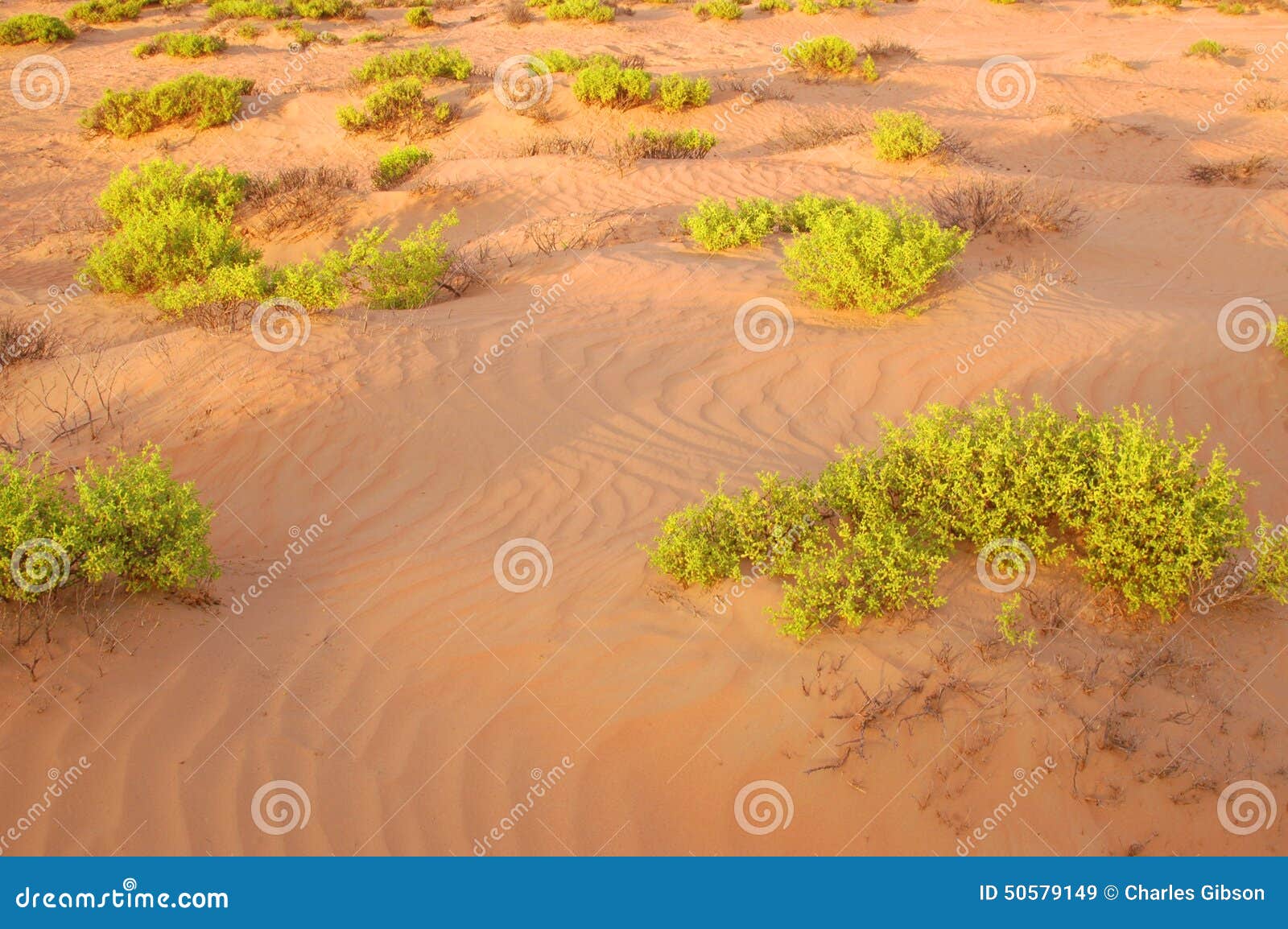 Desert Plants Stock Photo Image 50579149