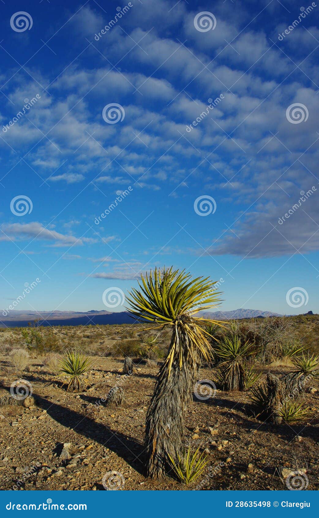 Desert plants, Nevada stock photo. Image of bush, cactus 28635498