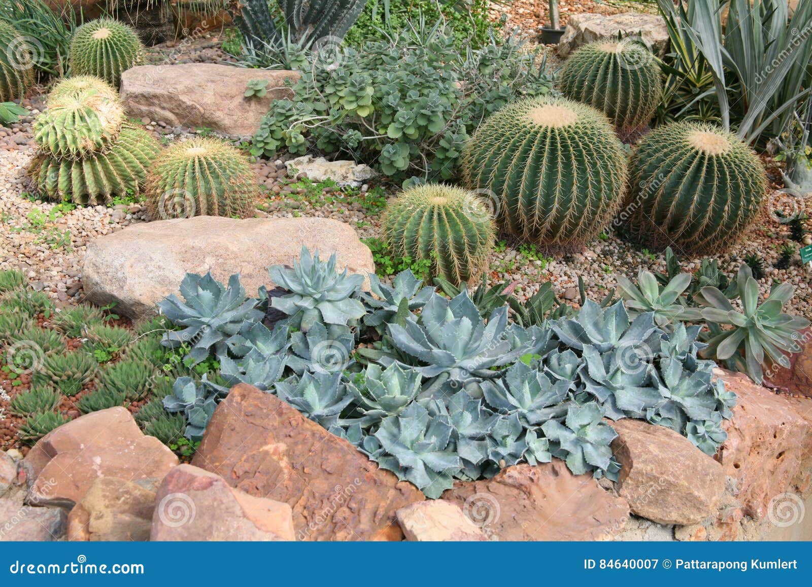 Desert Plants / Plants that Grow in Arid Conditions Stock Image Image