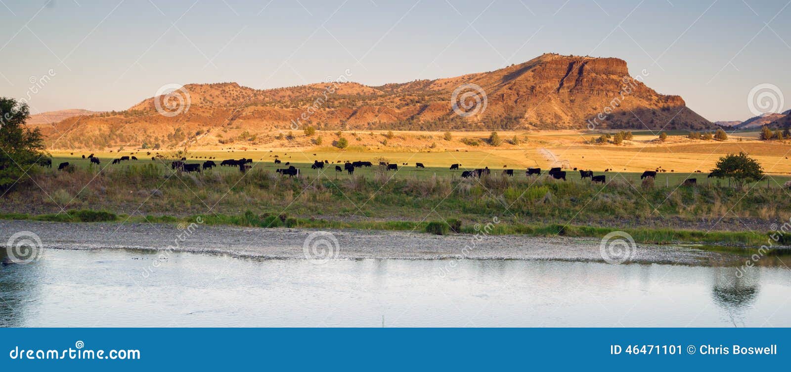 desert river ranch black angus cattle livestock