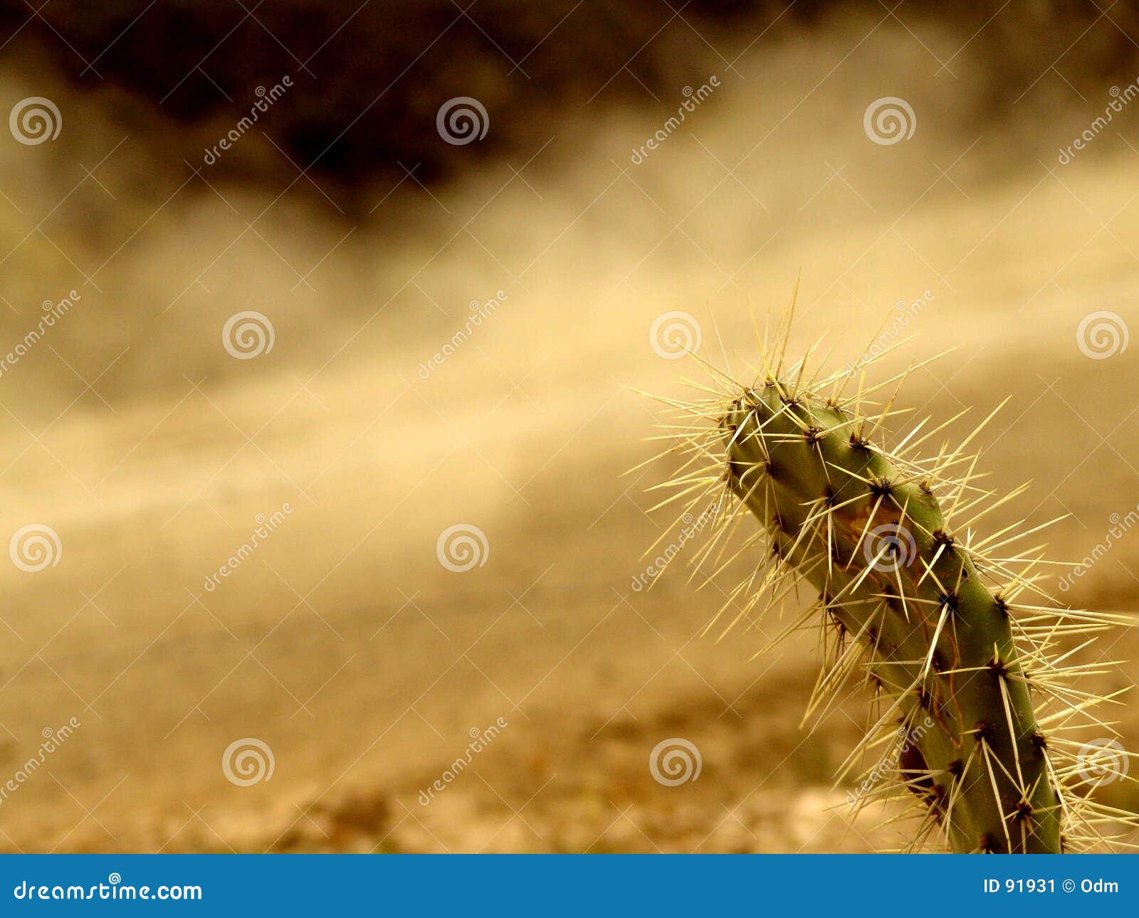 Cactus Road Rally Photos Free & RoyaltyFree Stock Photos from Dreamstime