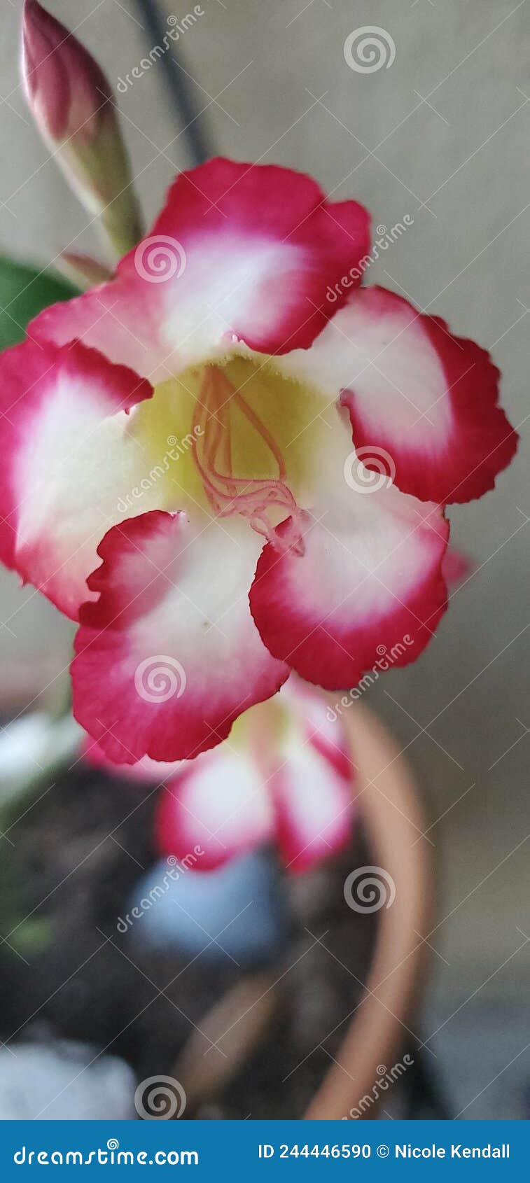 Desert Rose in Florida stock photo. Image of purple 244446590