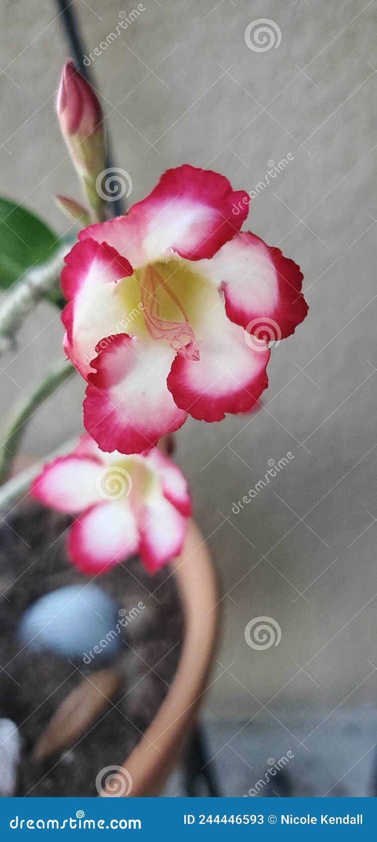 Desert Rose in Florida stock image. Image of petal, rose 244446593