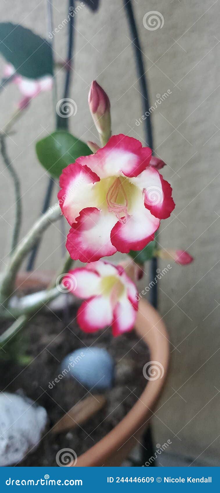 Desert Rose in Florida stock image. Image of wildflower 244446609