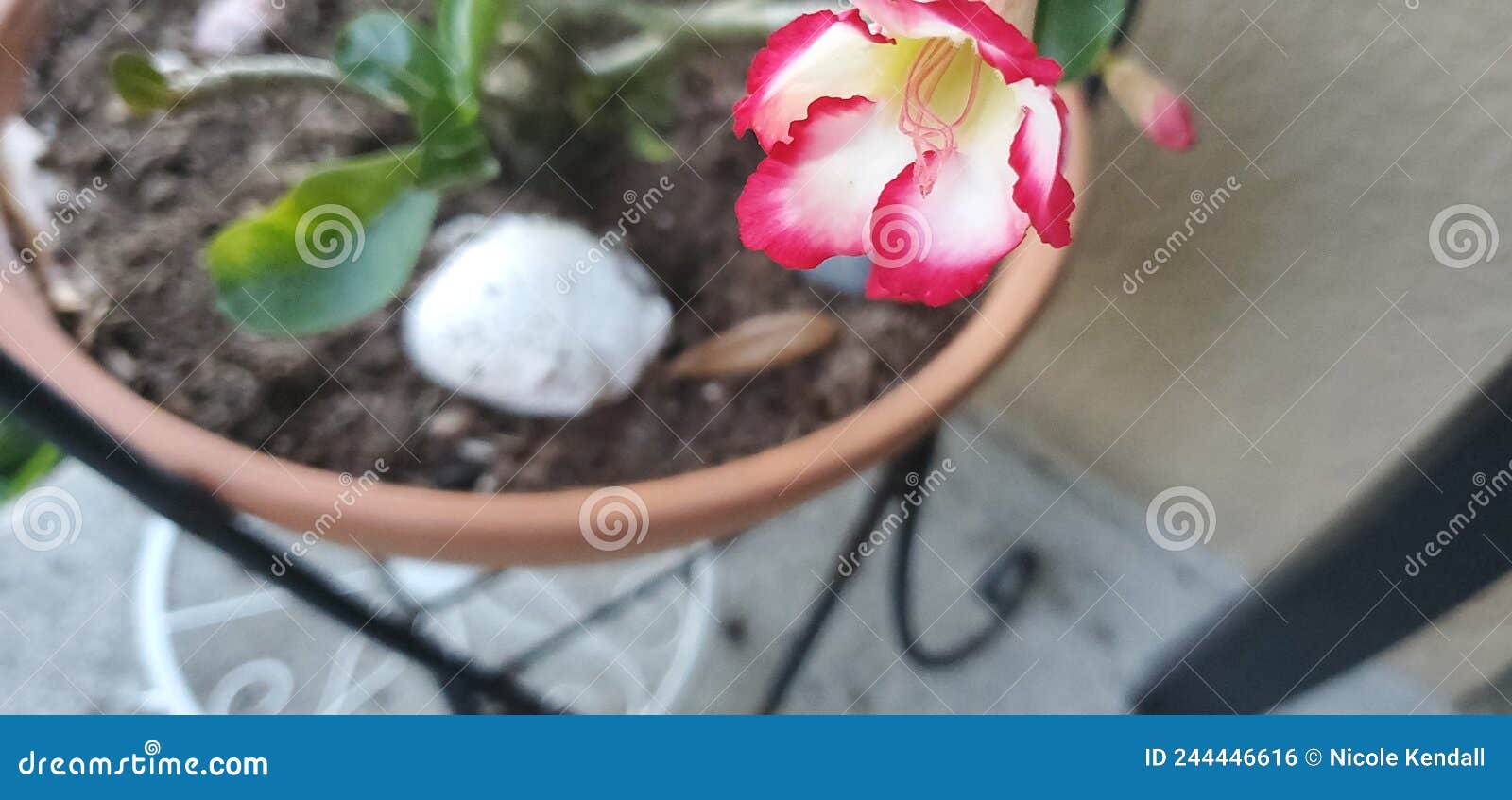 Desert Rose in Florida stock photo. Image of shrub, wildflower 244446616
