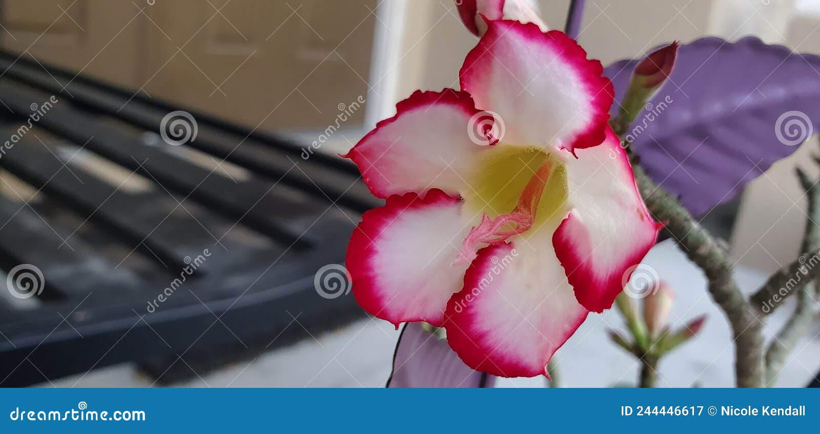 Desert Rose in Florida stock image. Image of leaf, blossom 244446617