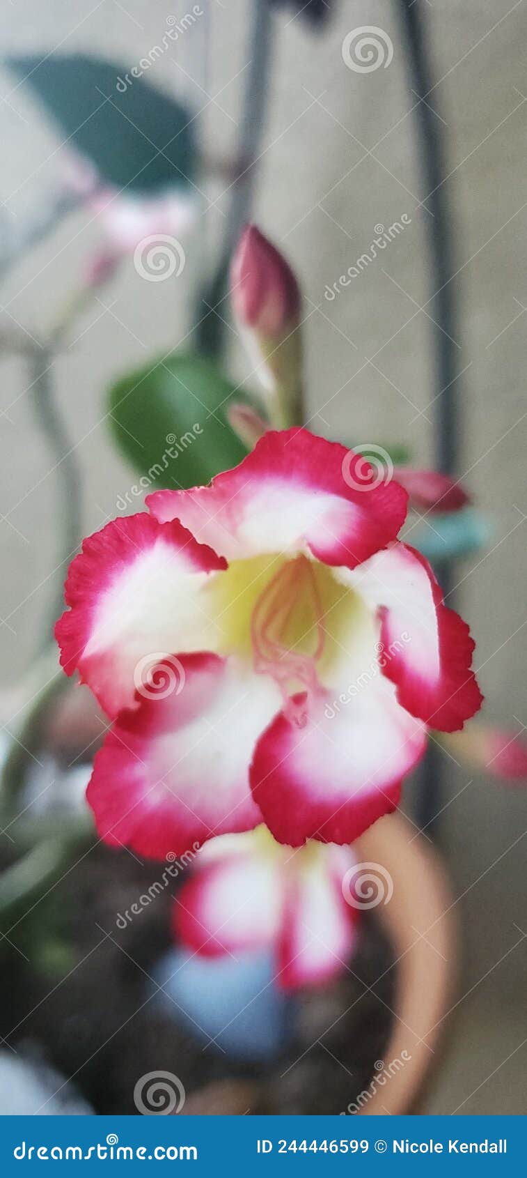 Desert Rose in Florida stock image. Image of rose, flower 244446599