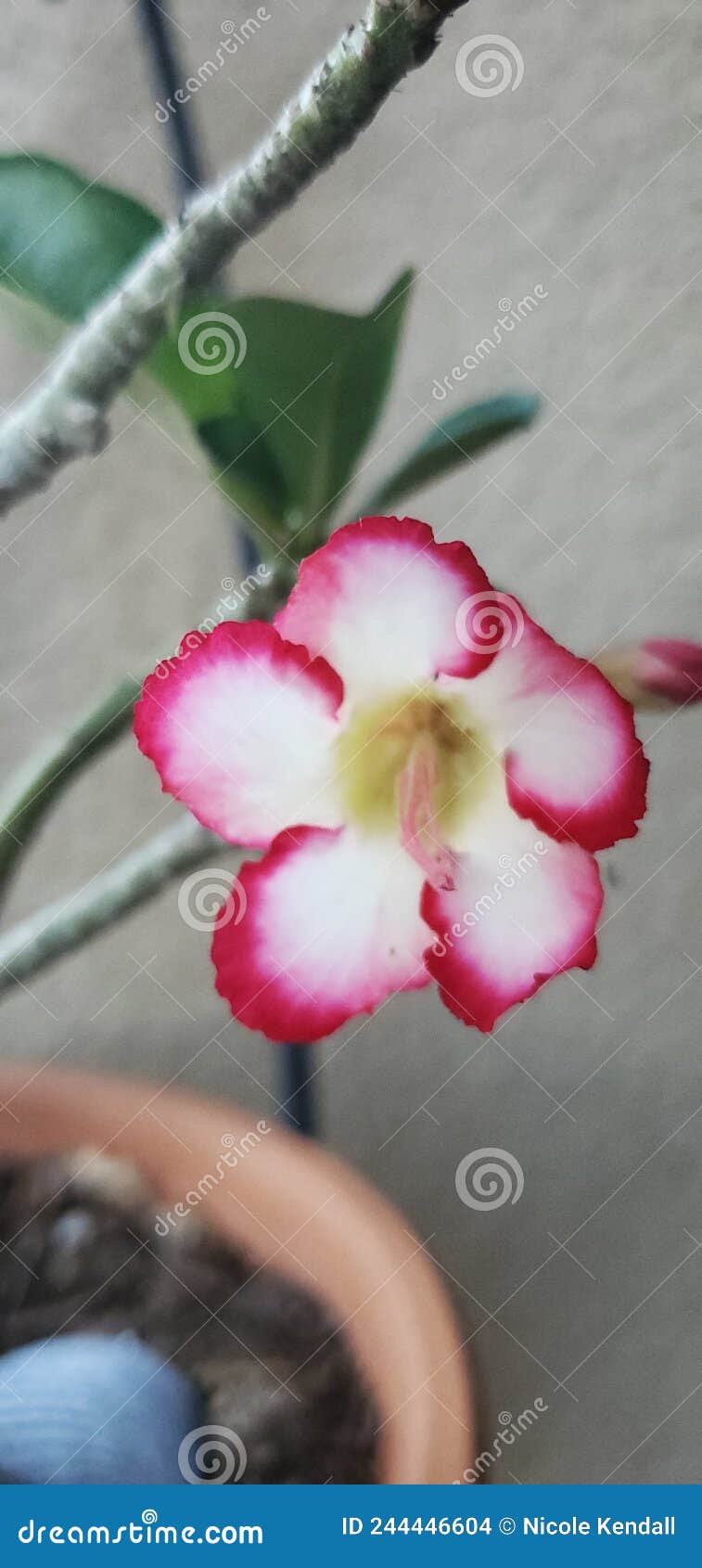 Desert Rose in Florida stock photo. Image of pink, petal 244446604