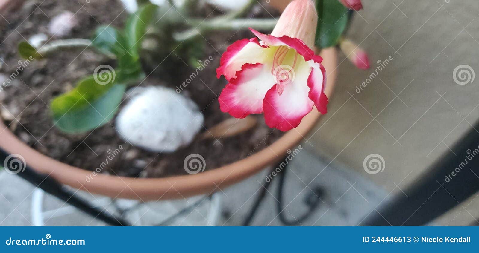 Desert Rose in Florida stock image. Image of wildflower 244446613