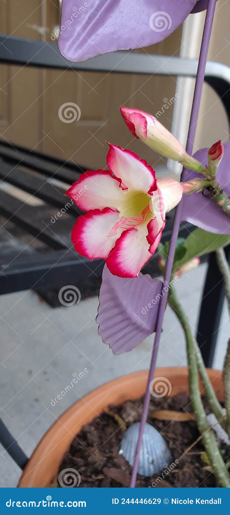 Desert Rose in Florida stock image. Image of blossom 244446629