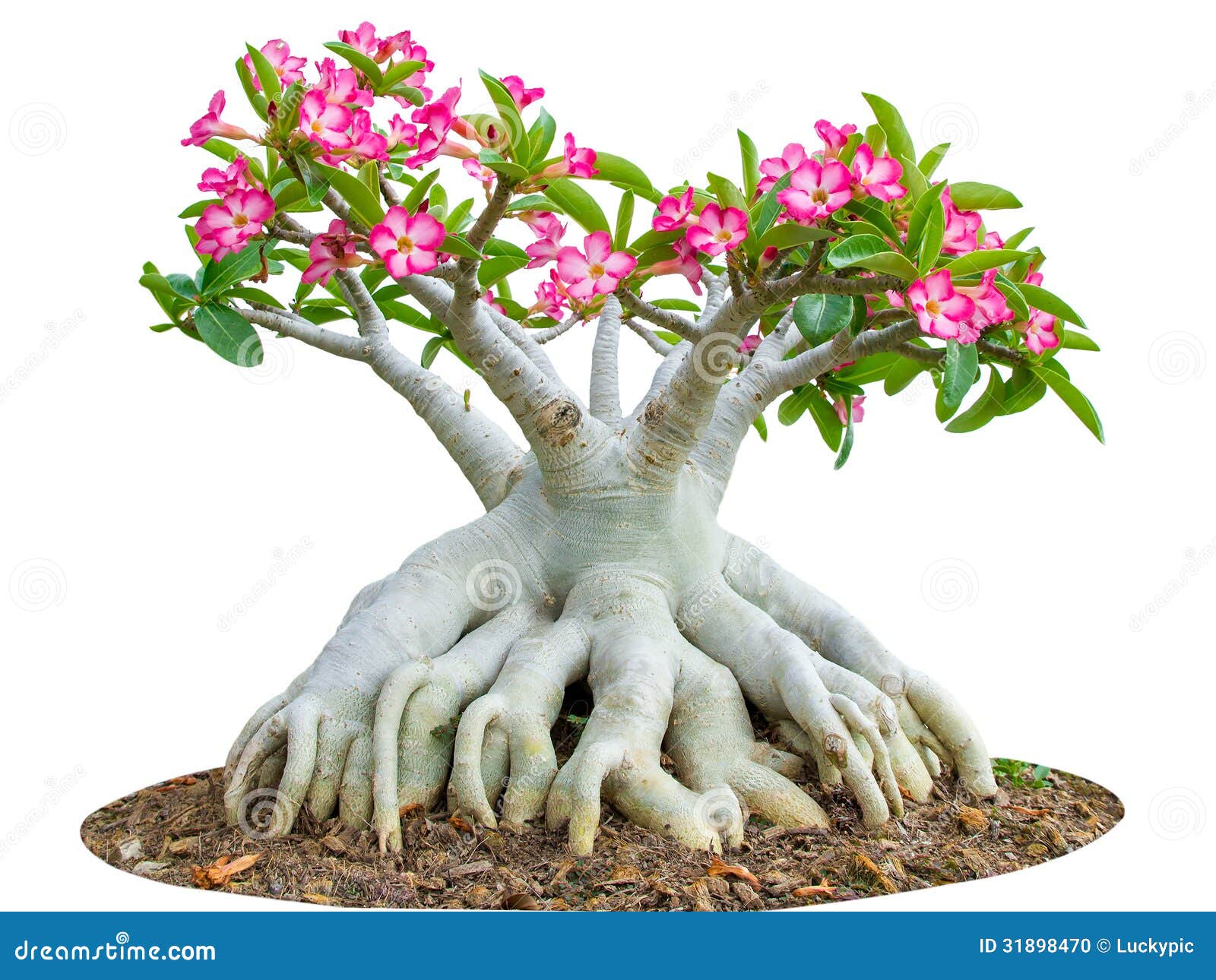 Desert Rose or Ping Bignonia Flower Tree Isolated on White Stock Photo