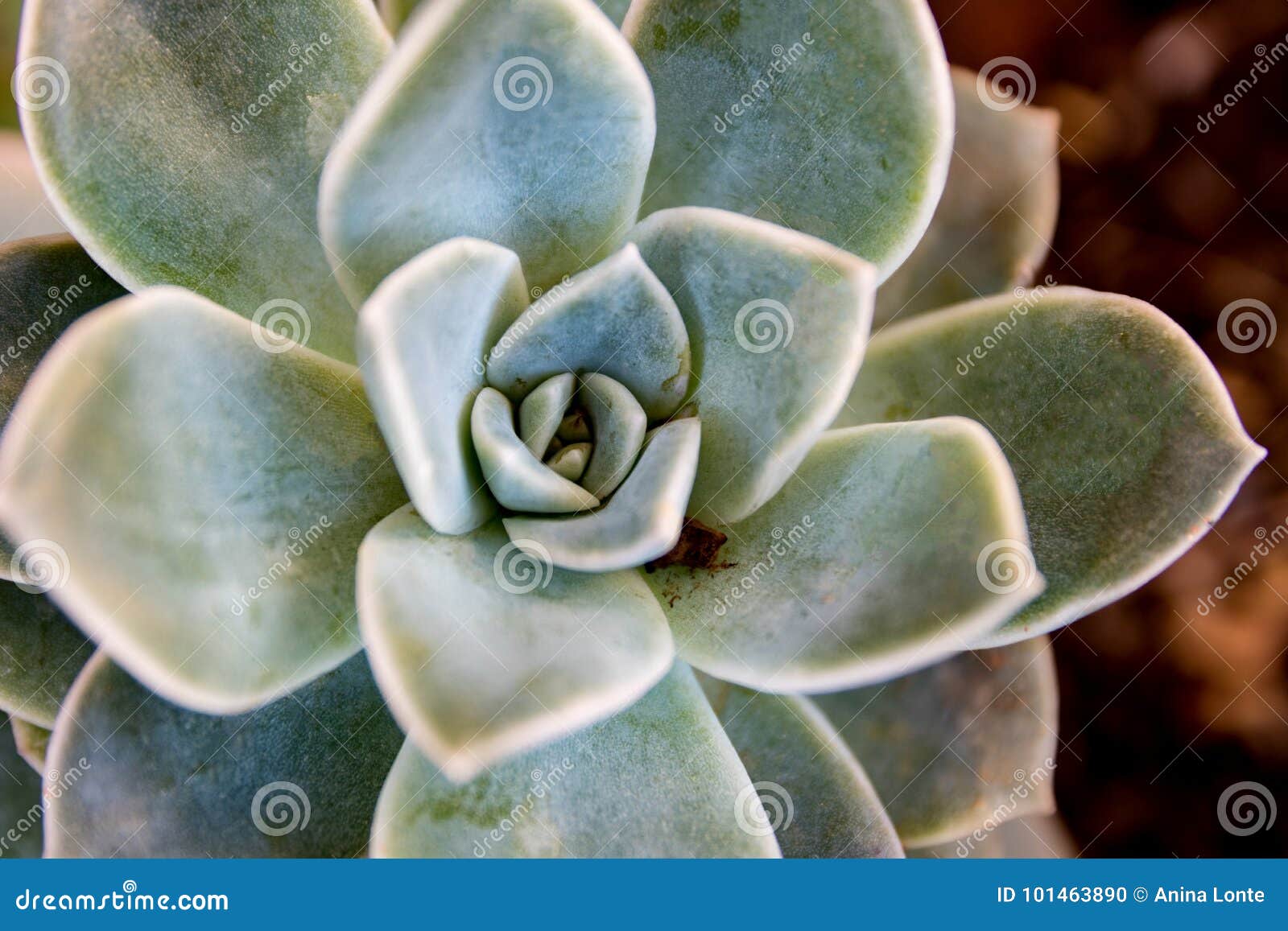 Desert Rose Rosette Succulent Stock Photo - Image of succulent ...