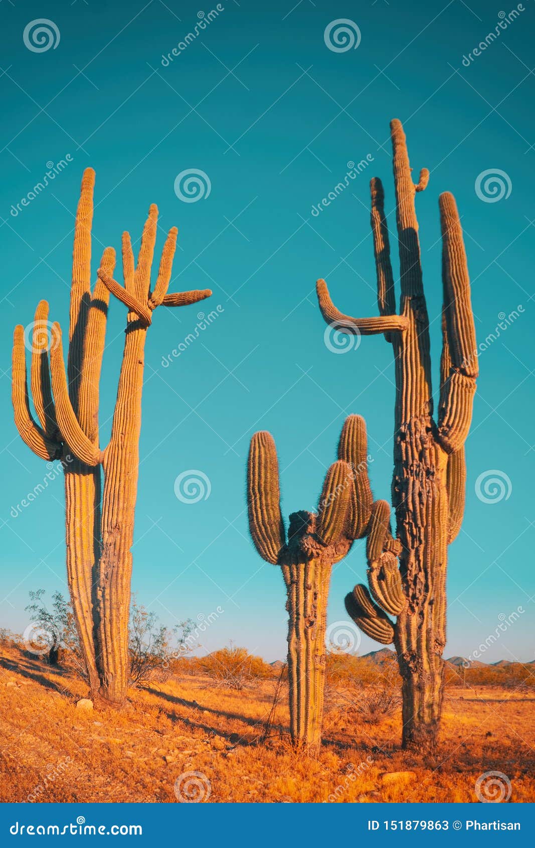 desert saguaro cactus - family quite funny cactus tree