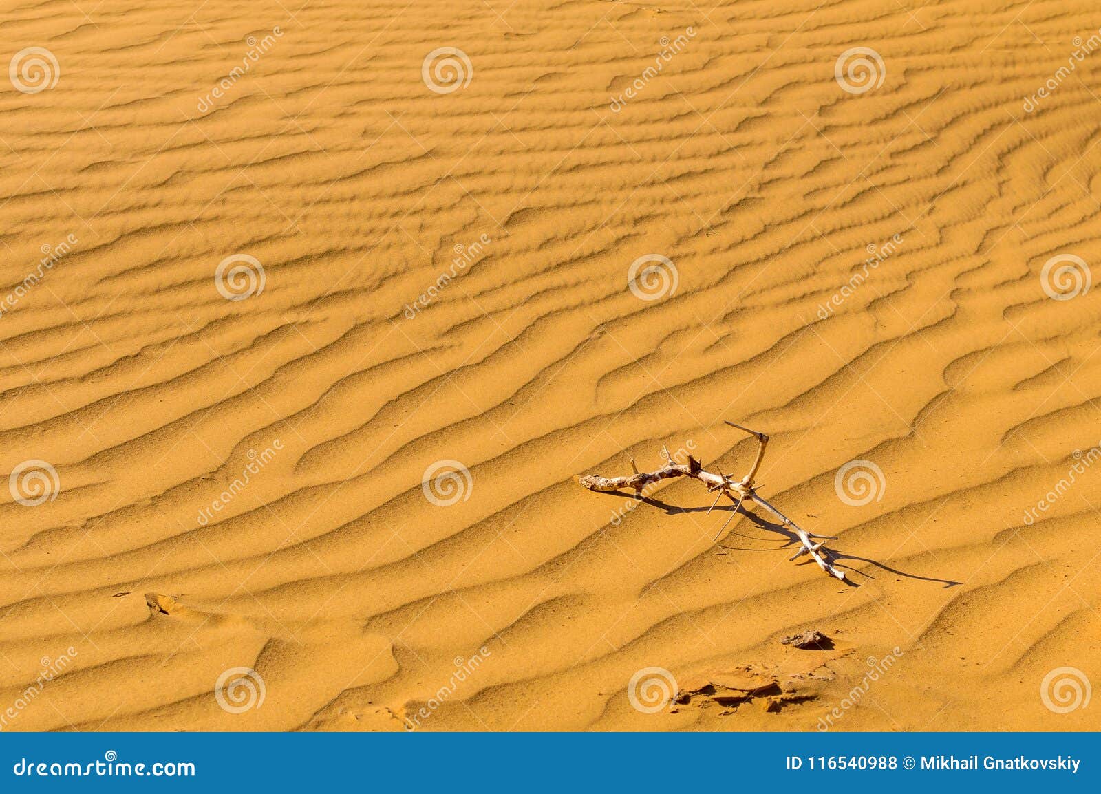 Desert Sand Background With Dry Branches Stock Photo Megapixl