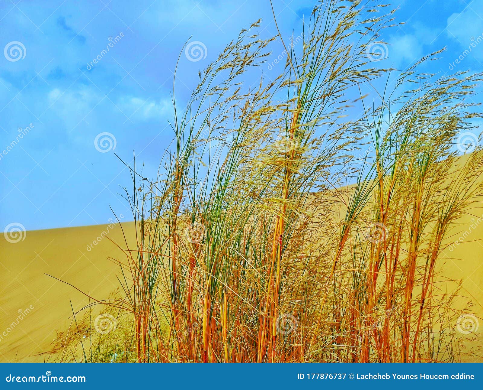 Desert and sand dunes in Algeria