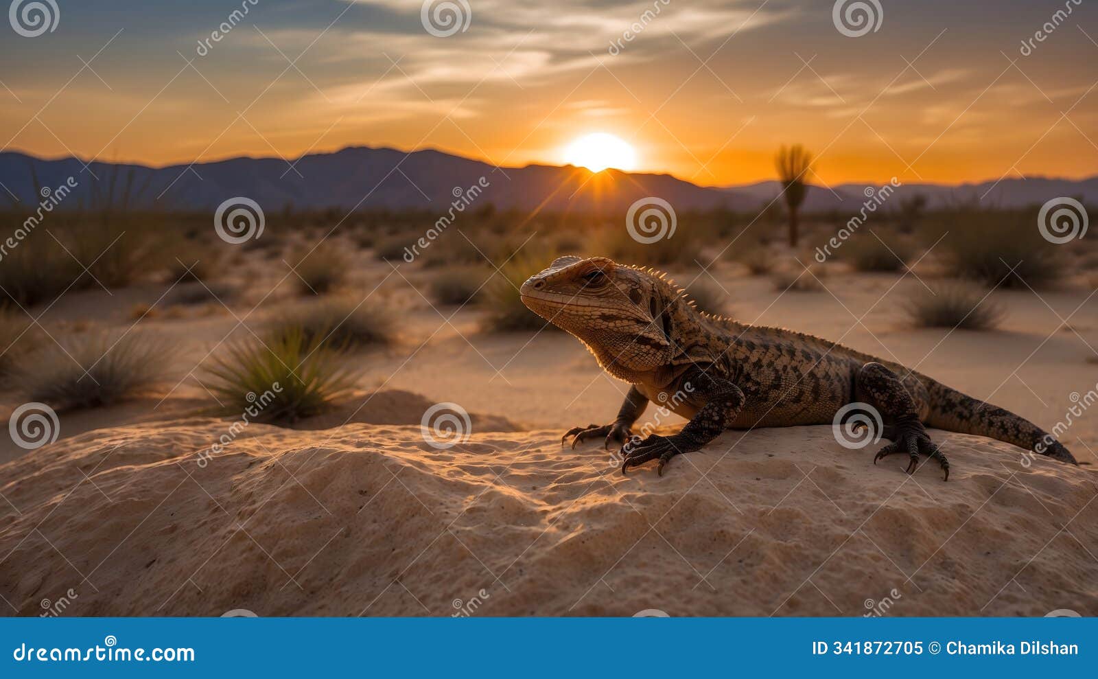 desert serenade: a lizard's silhouette at dusk
