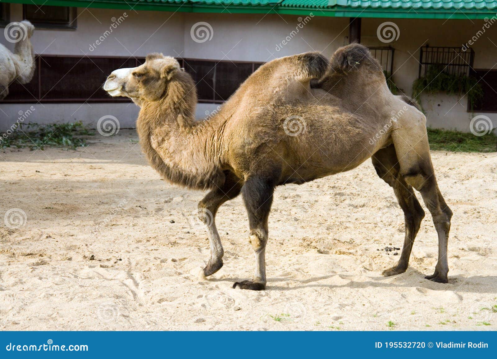 Camel Mammal Artiodactyl Desert Steppe Ruminant Stock Photo - Image of ...