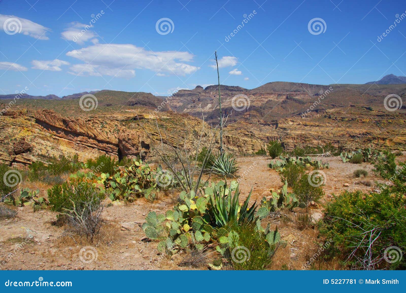 Desert Spring stock image. Image of travel, morning, desert 5227781