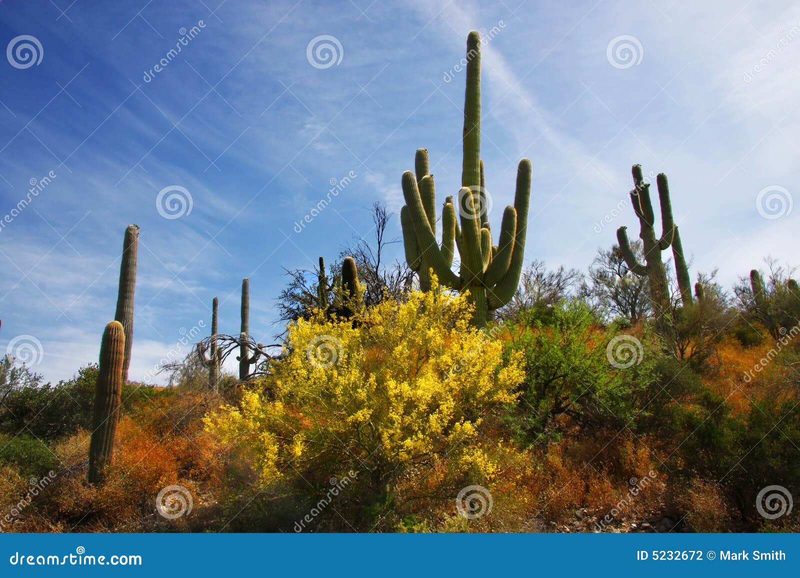 Desert Spring stock photo. Image of rock, prairie, spikes 5232672