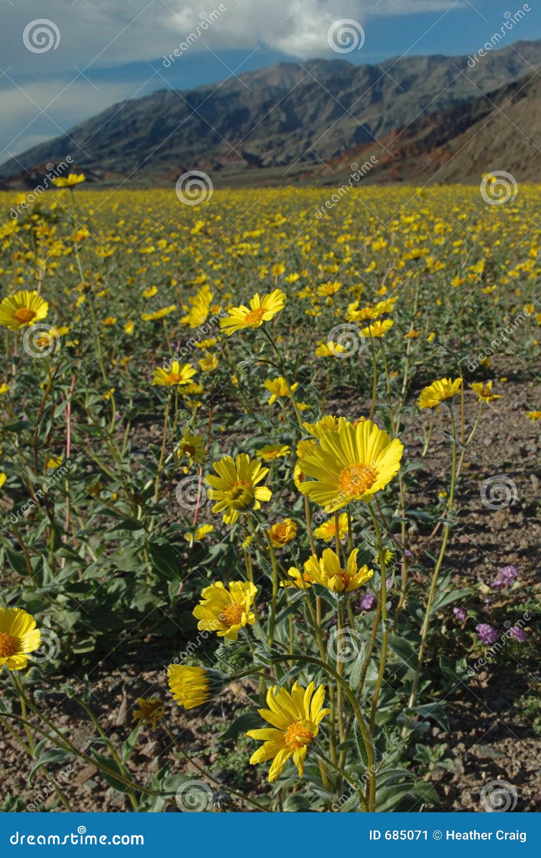 Desert Spring stock image. Image of pollinated, golden 685071