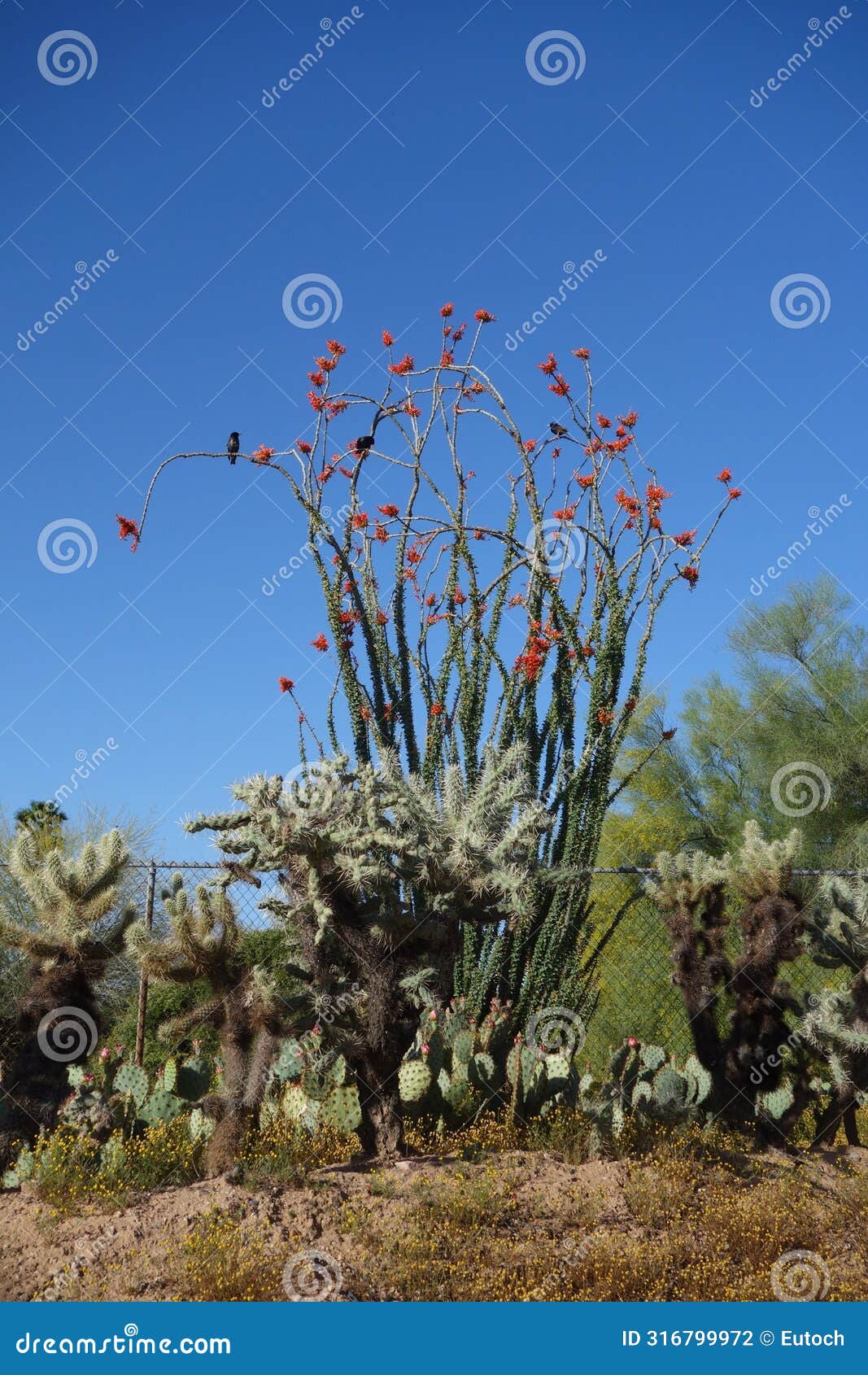 desert patch with ocotillo, jumping cholla and nopal cacti