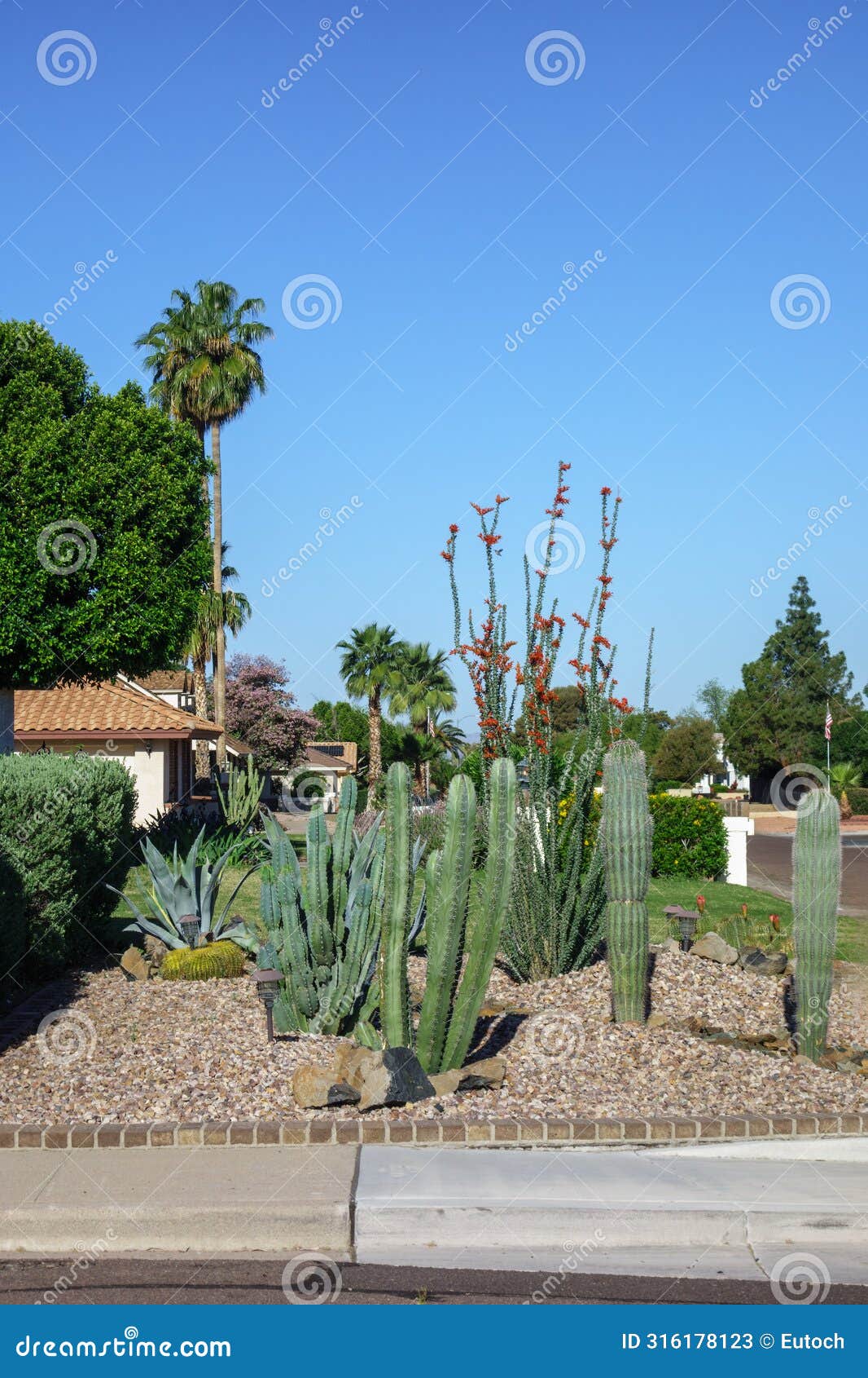 cereus, saguaro, ocotillo and agave in arizona xeriscaping