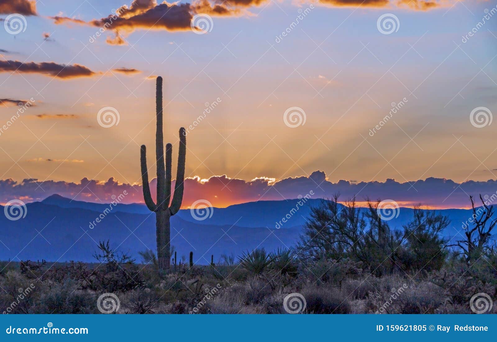 Desert Sunrise with Cactus in Foreground Stock Image - Image of ...