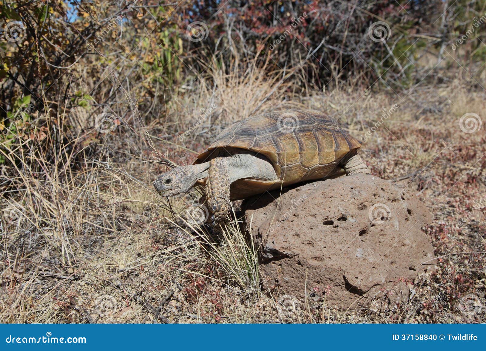 Desert Tortoise Climbing Over Rock Stock Photo Image of turtle