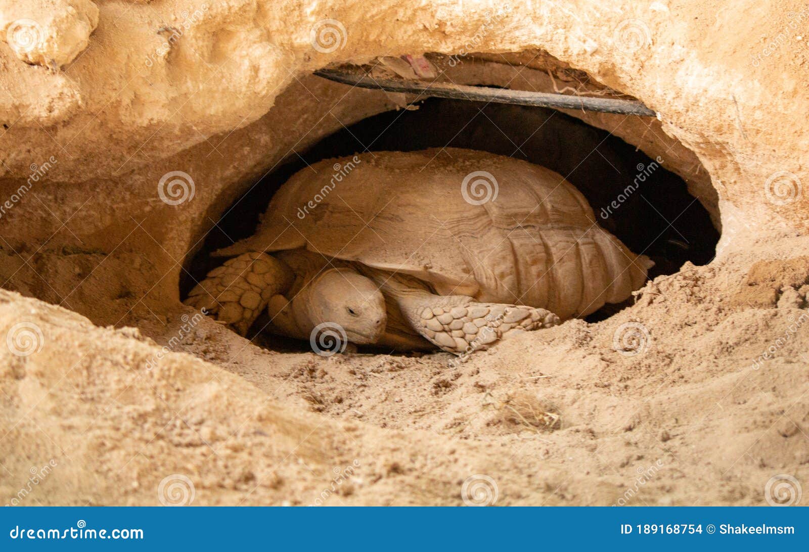 Desert Tortoise Lives in Hole Made in the Desert Stock Photo - Image of  polyphemus, mojave: 189168754
