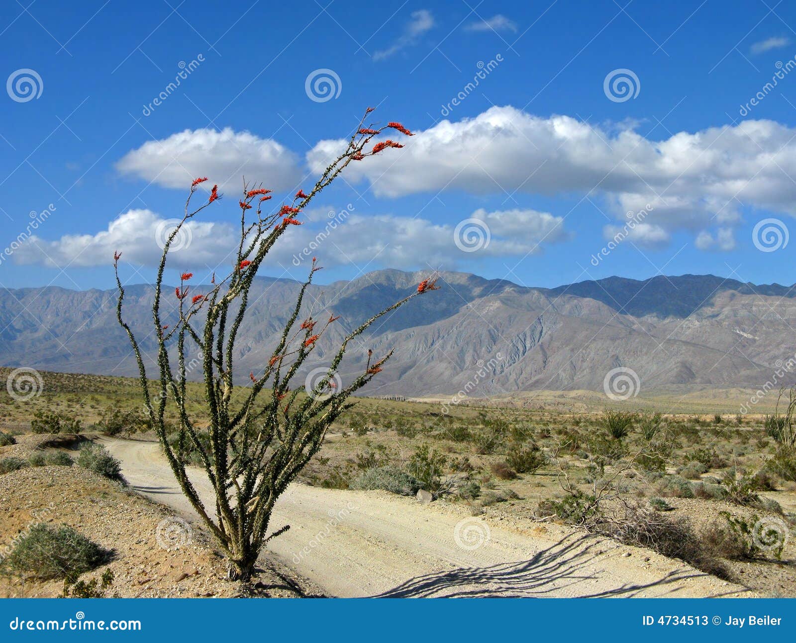 Desert trail with ocotillo stock image. Image of road 4734513