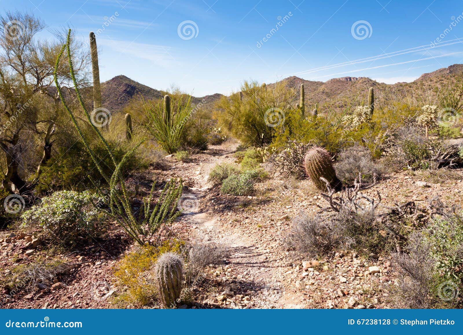 desert trail in saguaro np near tucson arizona us