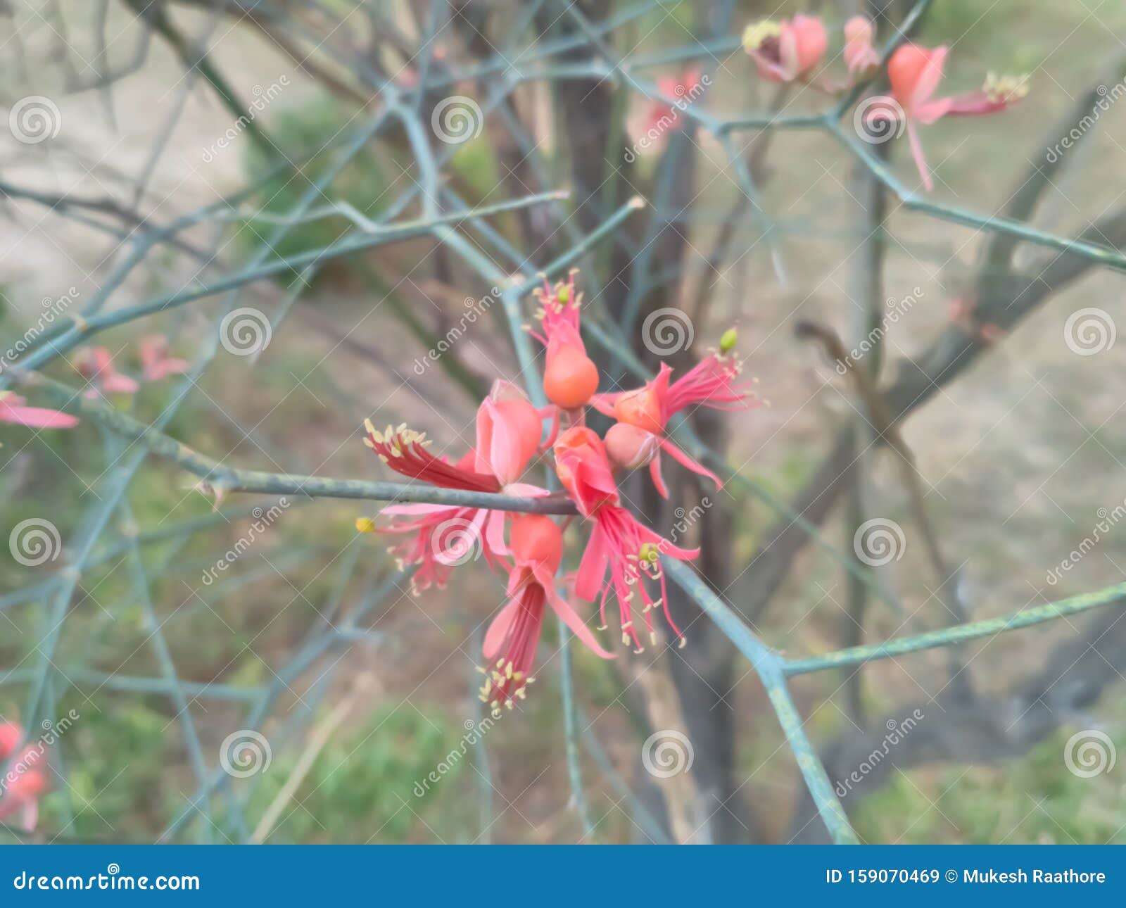 desert tree called kair in local rajsthani language