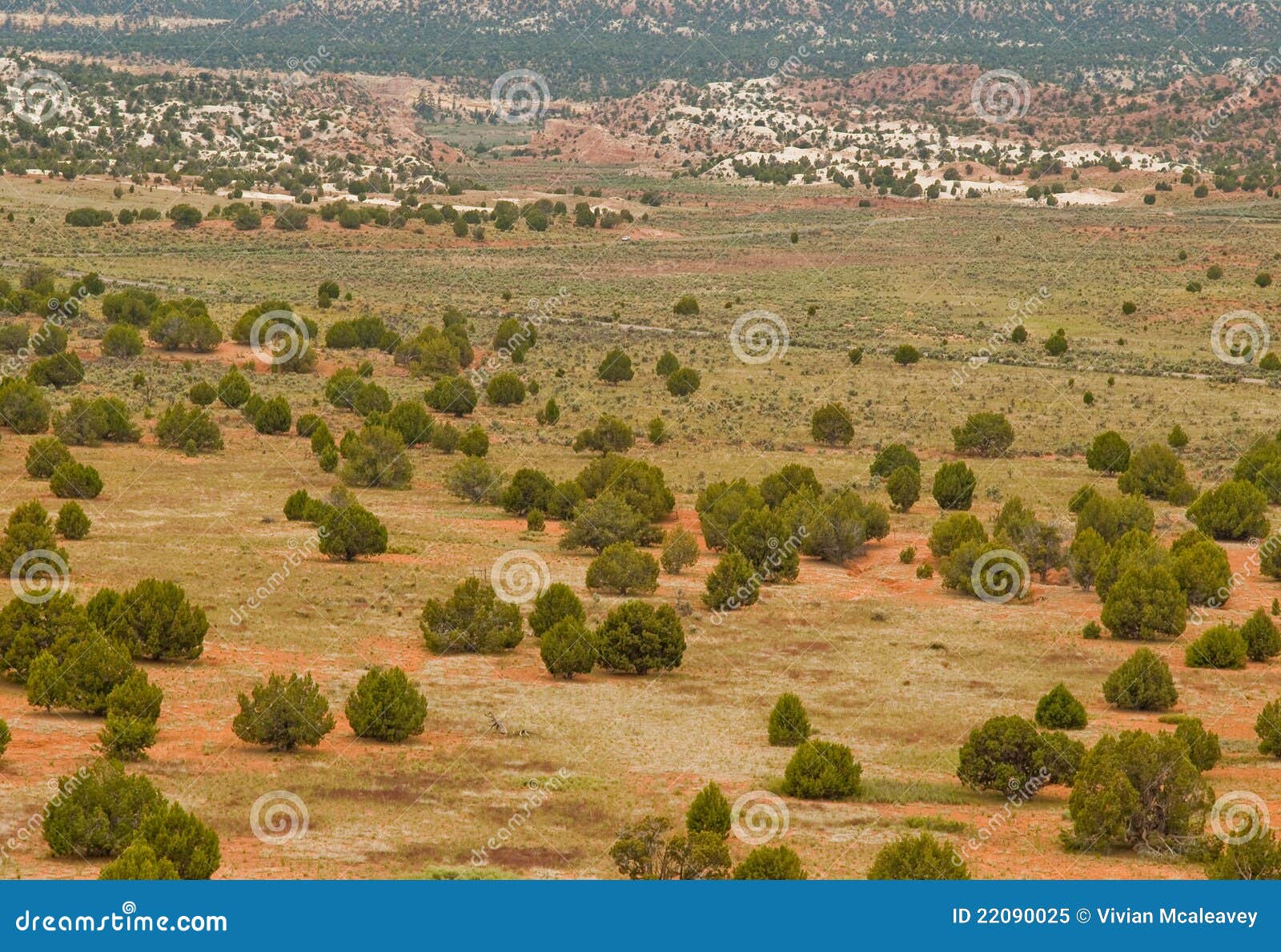 Desert Valley Studded with Juniper Trees Stock Image Image of sandstone, tree 22090025
