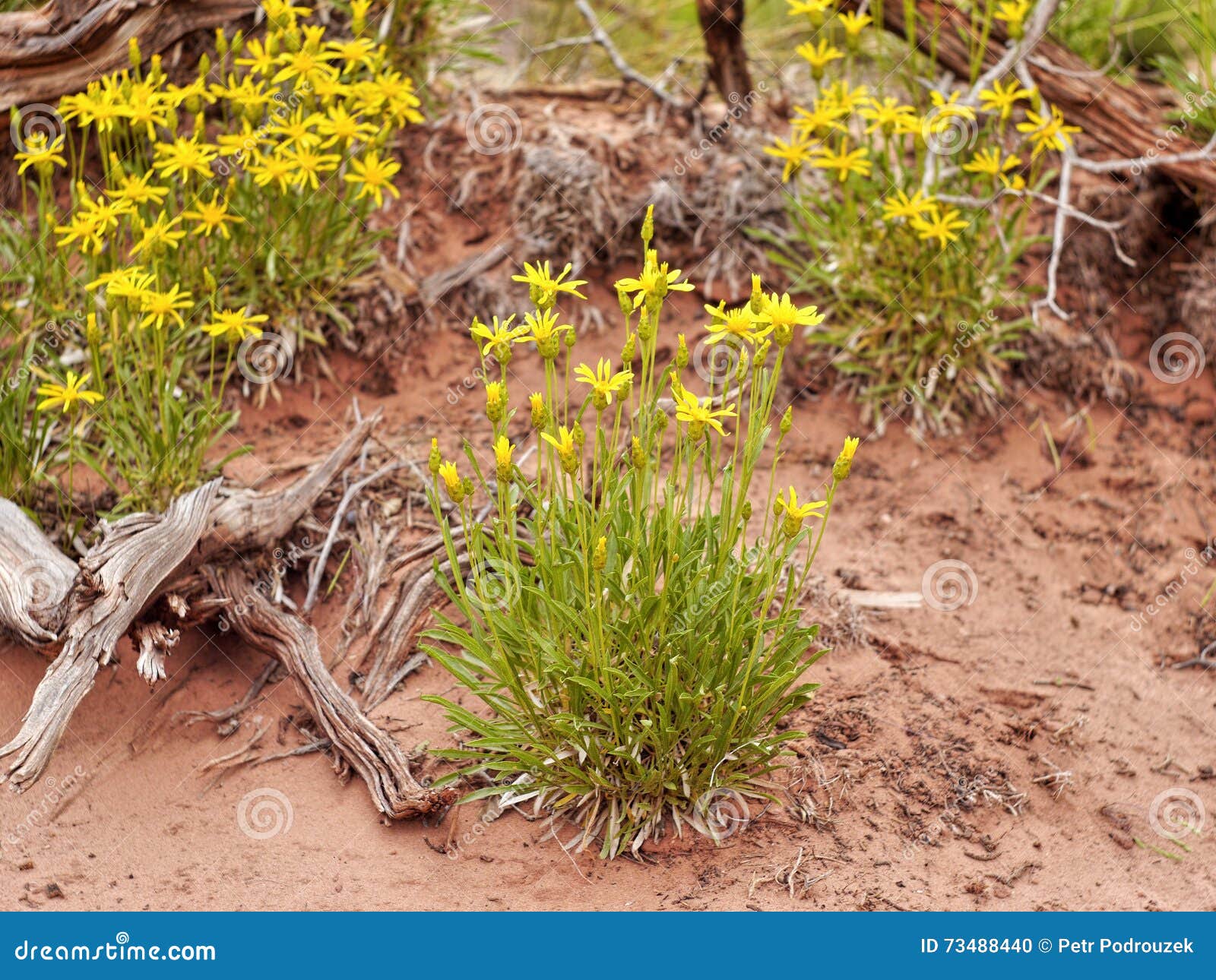 Desert yellow flowers stock photo. Image of mojave, plants 73488440