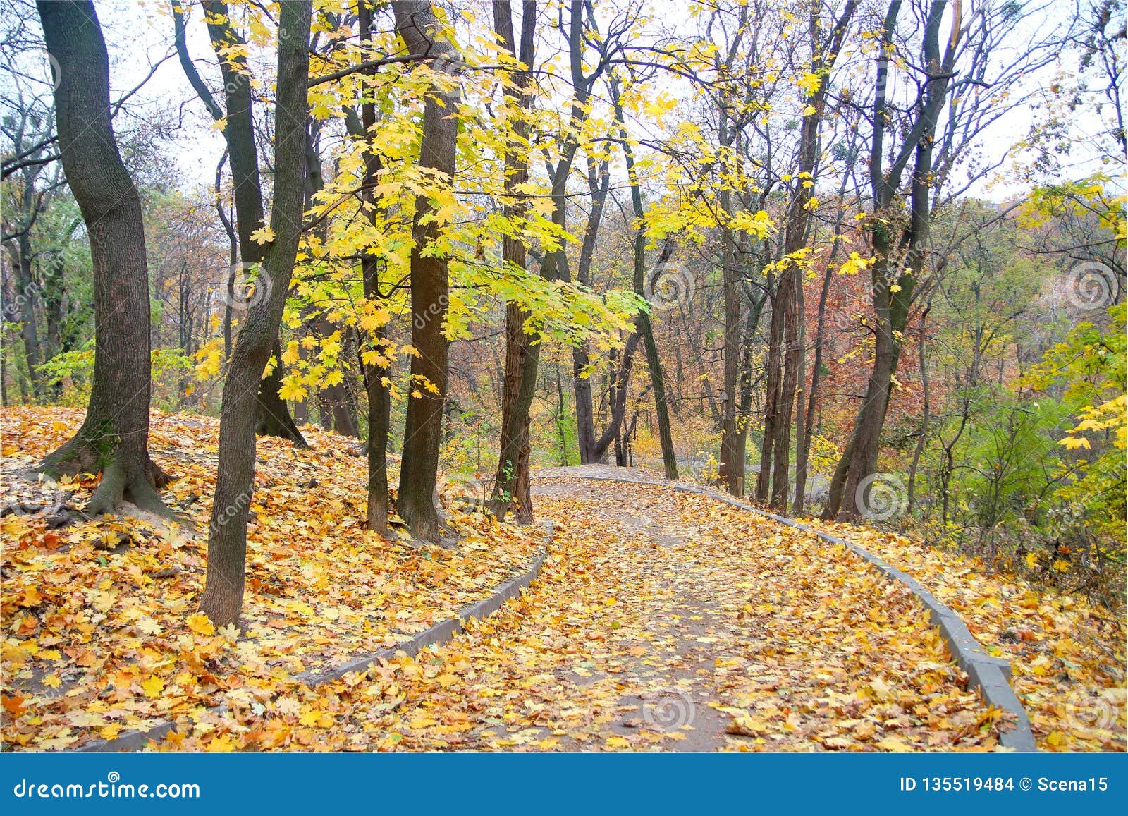 Deserted Alley in the Autumn Park Stock Photo - Image of central ...