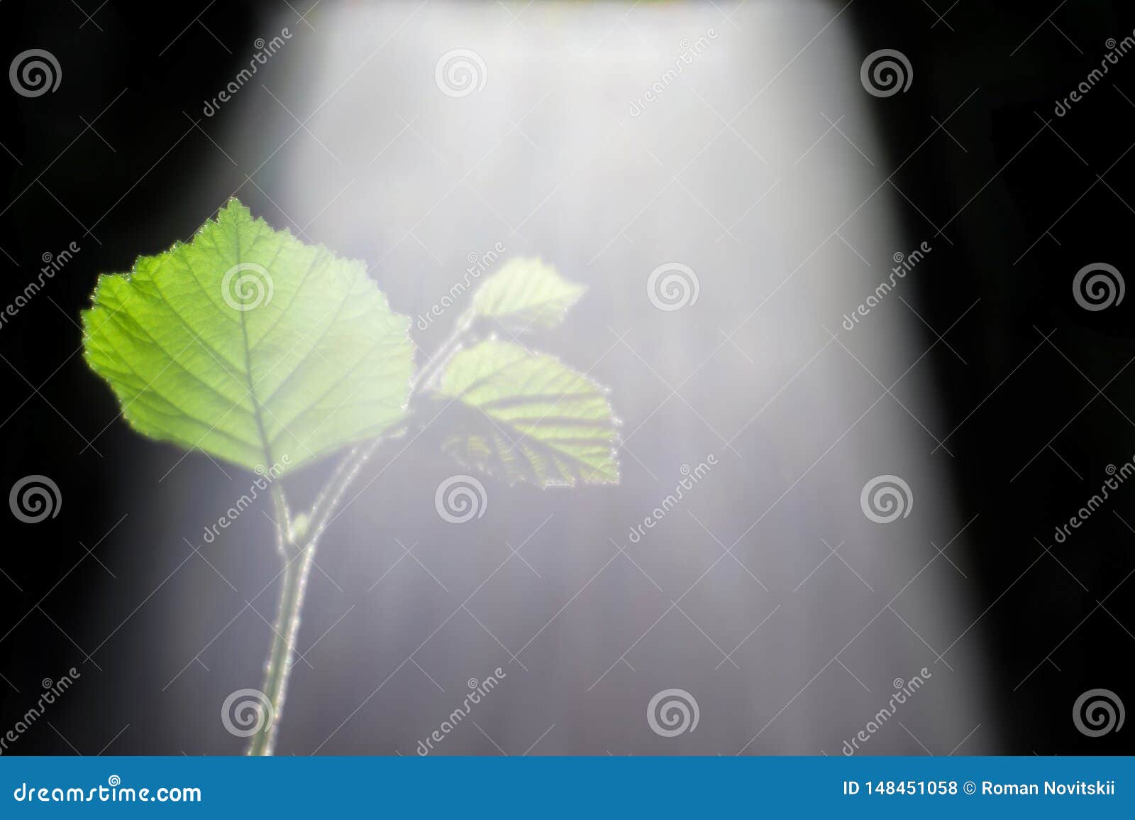 Desfoque com profundidade superficial de campo O broto verde de um jovem ramo de um Bush de avelã iluminado pelo sol com um espectro de luz visível Fluxo de luz solar não filtrado