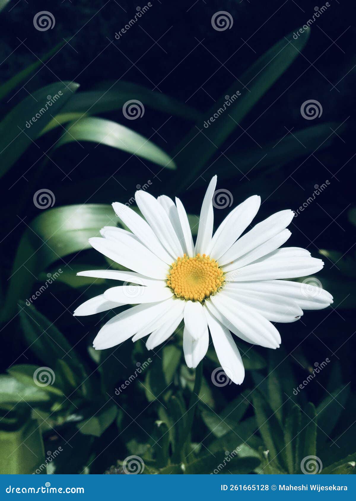 Desi flower stock photo. Image of beautifulflower, desi 261665128