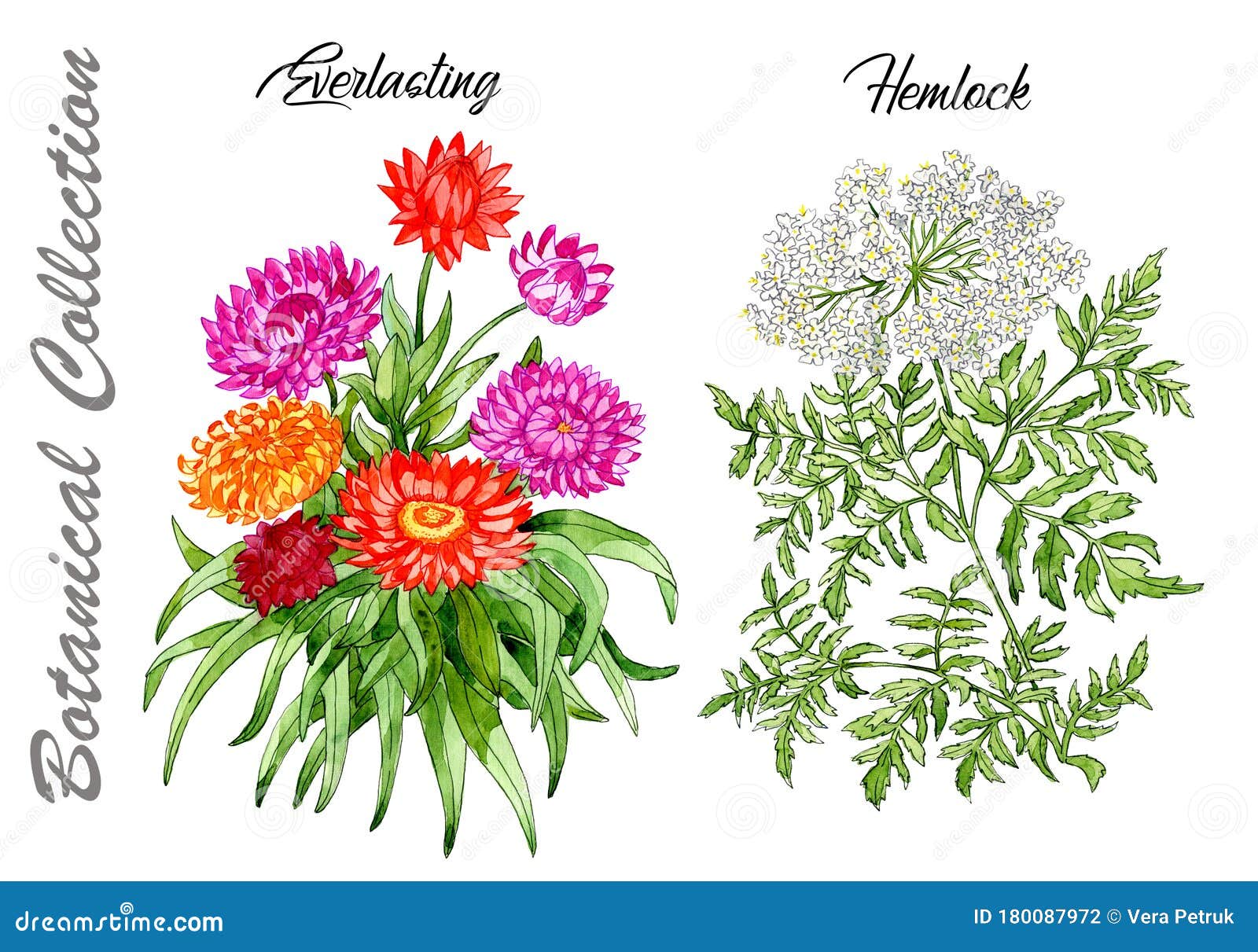  set of everlasting and hemlock flowers  on white
