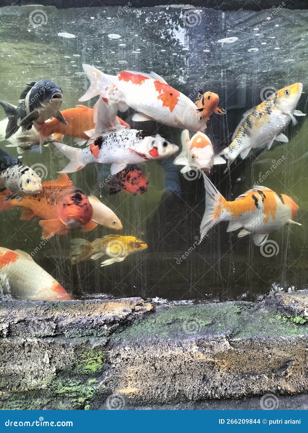KOI FISH with VARIOUS FEATURES Stock Photo - Image of ducks, waterbird