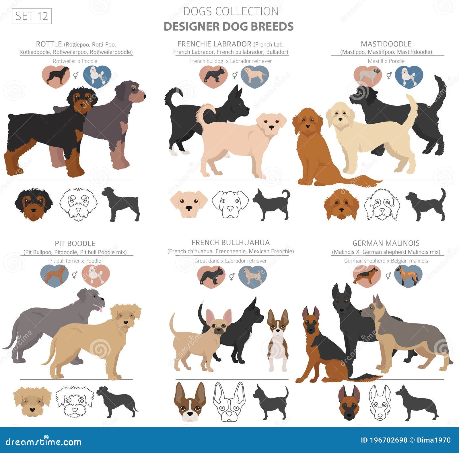 Designer Dogs, Crossbreed, Hybrid Mix Collection on White. Flat Style Clipart Dog Stock Vector - Illustration of boutique, german: 196702698