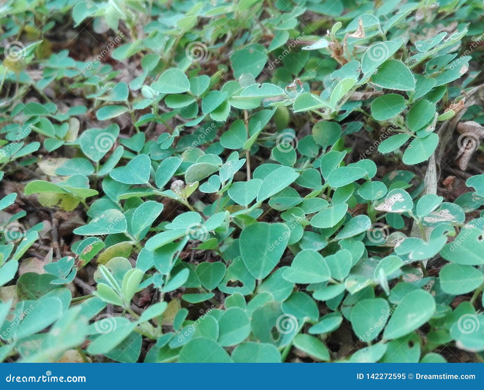 Como Cultivar e Cuidar de Desmodium sequax, image size:1600x1290