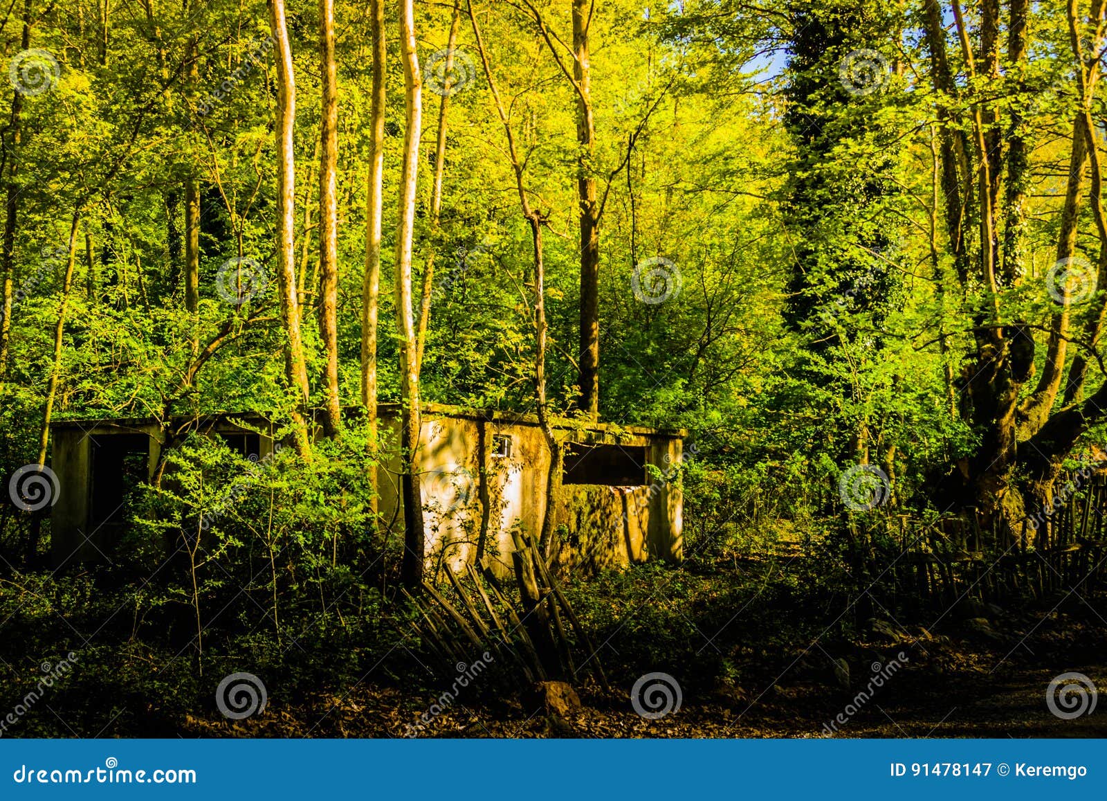 desolated house in the woods