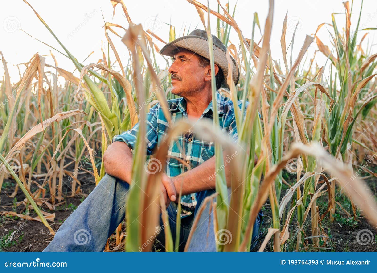 desperate senior agricultor standing in drought-damaged corn crop.