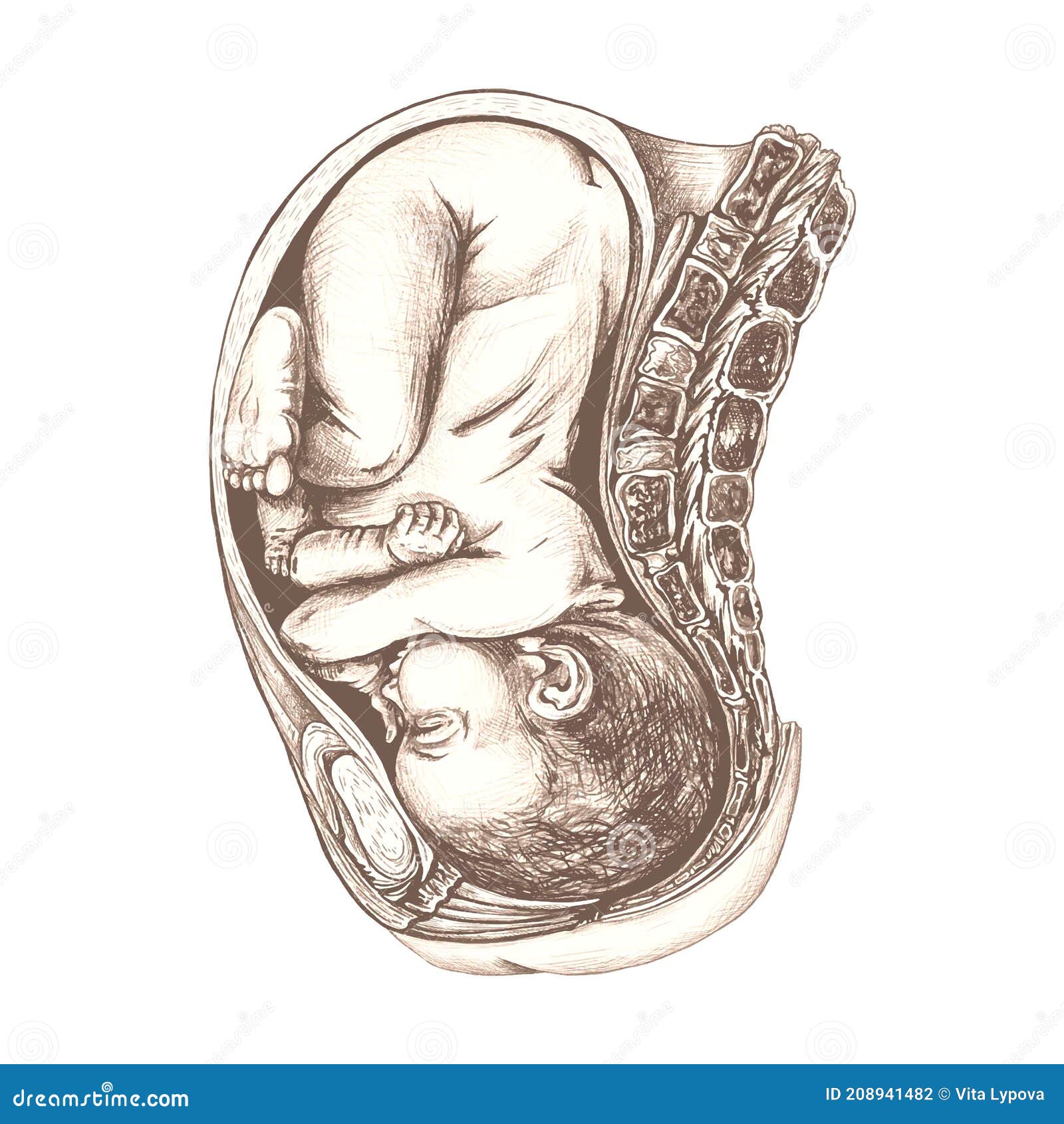 Dessin Anatomique D Un Bebe Dans L Uterus Illustration De Vecteur Illustration Du Isolat Naissance 414